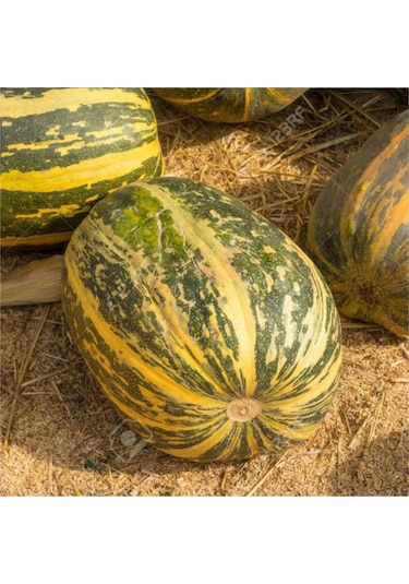 Tohumculuk Kavun Kırkağaç 637 Altınbaş Tohumu