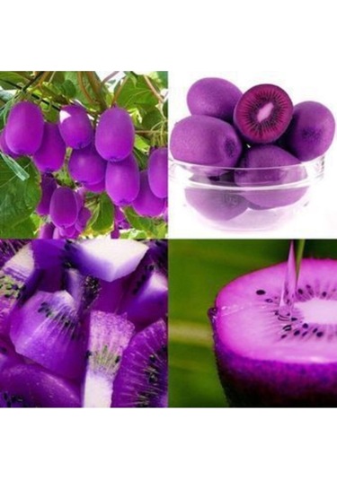 Ithal Nadir Tropikal Mor Kivi Tohumu Ekim Seti 5