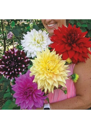 Mixed Dahlia Yıldız Çiçeği Soğanı Yumrusu 5 Adet