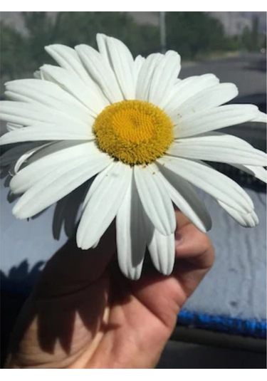 Süper Paket 150 Adet Tohum İthal Dev Papatya Tohumu Alaska Papatyası