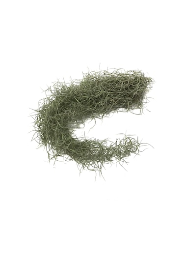 Tillandsia Usneoides (Hava Bitkisi)