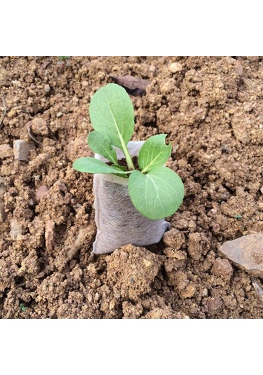 100 Adet / Paket Kreş Saksıları Fide Yetiştirme Torbaları Çevre Dokumasız Kreş Torbaları