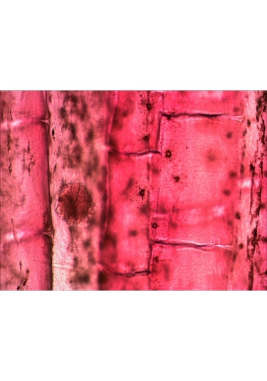 Levenhuk N10 NG Hazırlanmış Slayt Seti