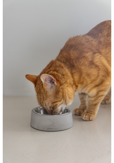 Beeztees Dbl Kedi Mama Su Kabı, Paslanmaz Çelik, 12,5cm, 160ml