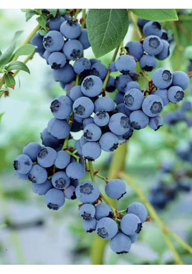 Yaban Mersini Fidanı 3-4 Yaş 80-100 Cm