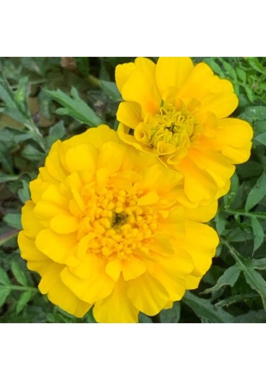 Soğuklara Dayanıklı Katmerli Sarı Geum Çiçeği Tohumu 20 Tohum