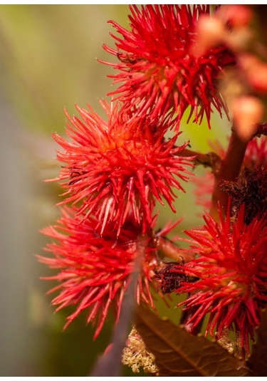 Bykurt Sunagri Kene Çiçeği Tohumu - Balkon & Bahçe İçin Tropikal Ve Gösterişli 5 Adet Tohum