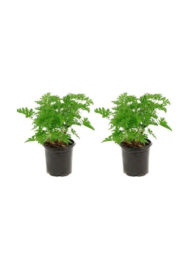 Videolu Öğretmenler Gününe Özel Itır Çiçeği 20 30 Cm 2 Adet Iç Mekan Bitkisi Pelargonium