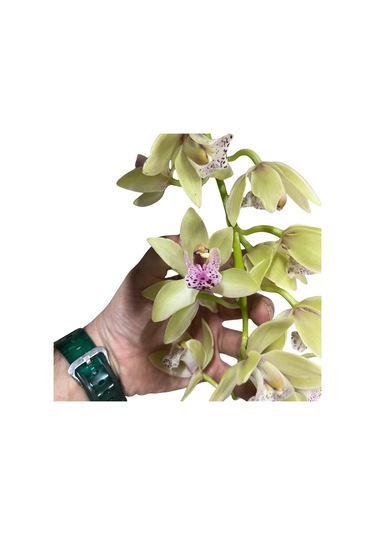 Cymbidium Cascade 'harwin' Simbidyum Orkide