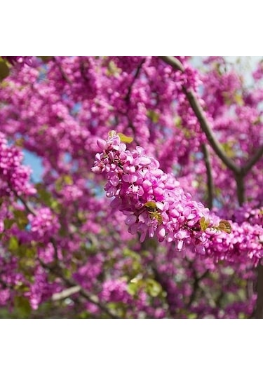 3 Adet Erguvan Fidanı Cercis Siliquastrum