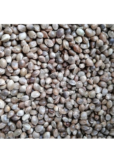 Kendir Tohumu Elenmis Tertemiz Ürün 10kg