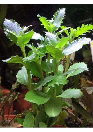 Hygrophila Difformis Çınar 4 Kök 1 Saksı 8-10 Cm