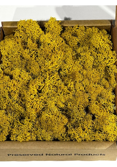 Reindermoss Şoklanmış Norveç Yosunu Terarium Yosunu Sarı 5 Kg.