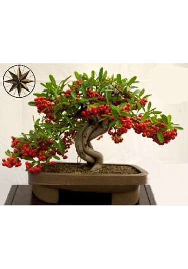 Nadir Ithal Kahve Bonzai Ağacı Tohumu 3 Tohum Bonsai Tohumu