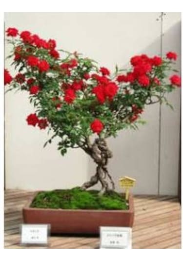 Kırmızı Gül Bonzai Ağacı Tohumu Ekim Seti 5 Tohum +Saksı+Toprak