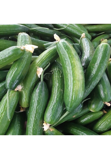 1 Kg Kapya Biber + 2 Kg Salatalık