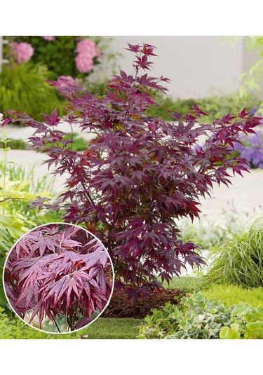 1 Adet 15-25 Cm Boylarında Japon Akçaağaç Fidanı