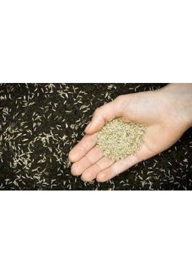 6 Karışımlı Ithal Çim Tohumu 2 Kg