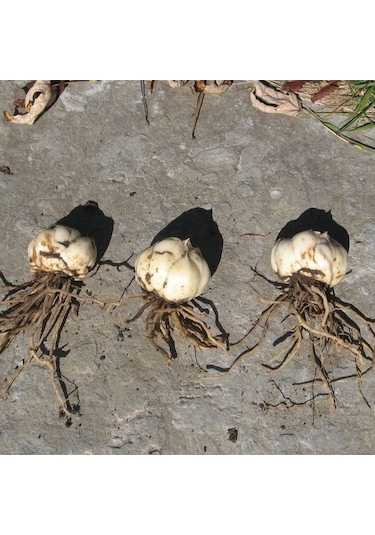 Kokulu Fancy Joy Sarı Zambak Çiçeği Soğanı (1 adet)