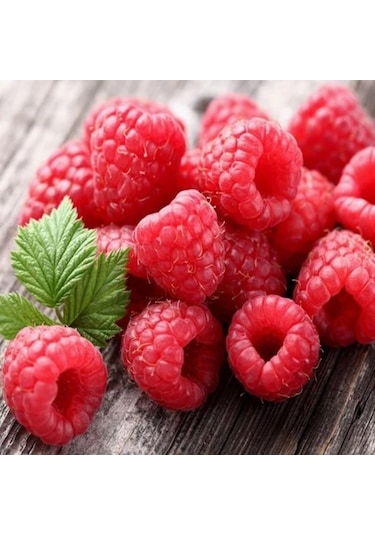 Tüplü Çok İri Meyveli Yediveren Nevada Ahududu Fidanı