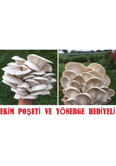 1000 Adet İstiridye Kavak Kayın Yaprak Mantarı Tohumu + Ekim Poşeti 1 adet