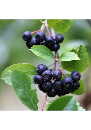 Tüplü Her Bölgeye Uygun 20 Adet Siyah Aronya Fidanı 20-40 Cm