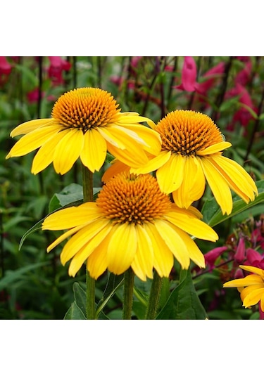 Sarı Ratibida Pinnata Çiçeği Tohumu 100 Tohum