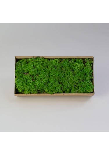 Trend Bahçe Forest Green Şoklanmış Reindermoss Teraryum Yosunu 50 G
