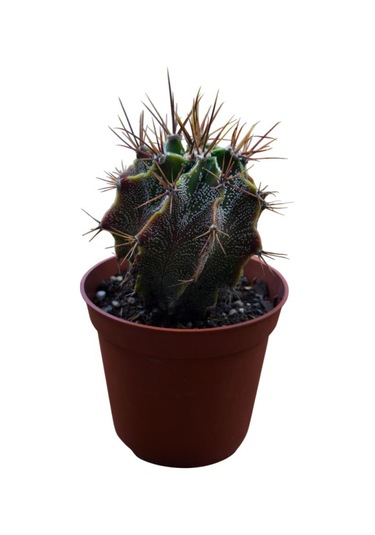 Özel Tür Astro Kaktüs Astrophytum Ornatum 8,5 Cm Lik Saksıda