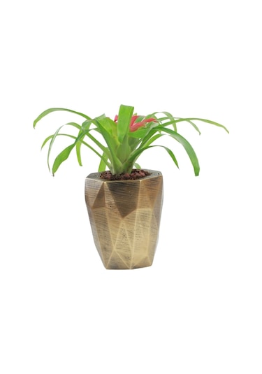 Saksı Çiçek Kaktüs Saksısı Lüx 15 Cm Poly Desen Saksı Çiçeklik - Altın Eskitme