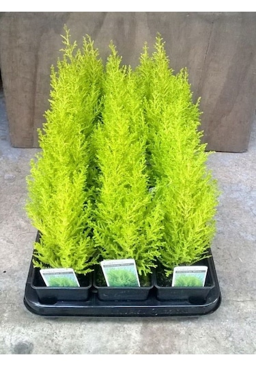 Kokulu Limon Çamı Fidanı 40 Adet Tüplü 15-25cm Hesperocyparis Macrocarpa