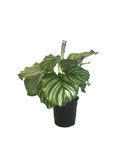 Calathea Orbifolia (Dua Çiçeği) Ø12 CM Y30-35 CM