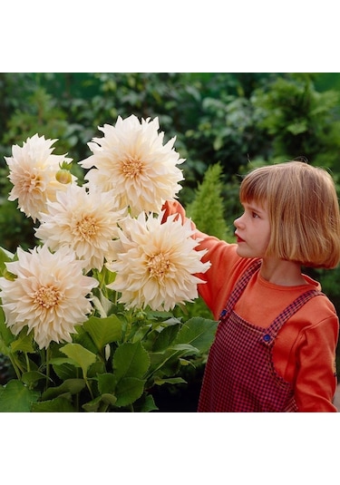 Dev Çiçekli Cafe Au Lait Dahlia Yıldız Çiçeği Soğanı Yumrusu 1 Adet