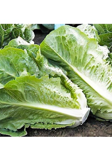 Göbekli Yedikule Marul Tohumu 100 Adet Tohum