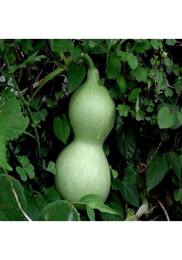 Doğal Calabash Süs Su Kabağı Tohumu 5 Tohum 1 Paket