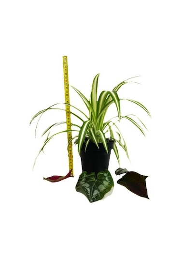 Variegatum Chlorophytum Comosum Kurdele Çiçeği 10-20 Cm