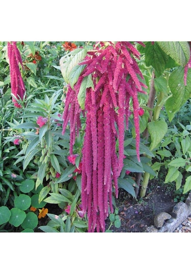 Amaranthus Caudatus 'red Garnet' Çiçek Tohumu