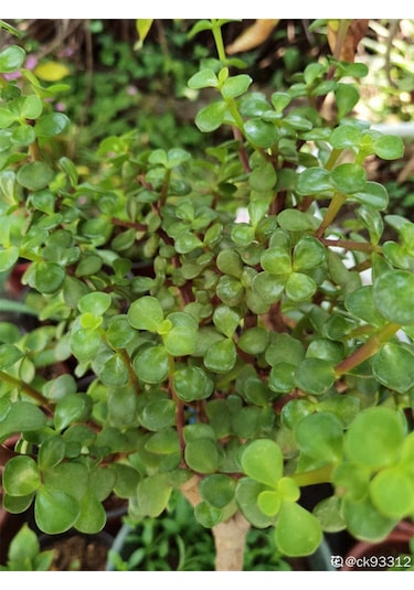 Para Yeşim Çiçeği 1 Adet Sukulent Dekoratif Bitki 10-15cm Crassula