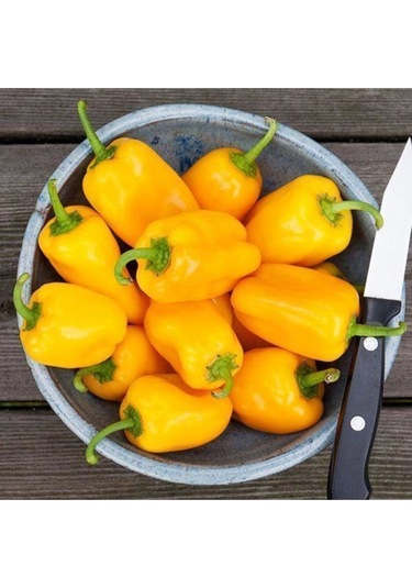 Nadir Ithal Çok Acı Sarı Sos Biberi Tohumu Ekim Seti 5 Tohum Saksı Toprak Kombin