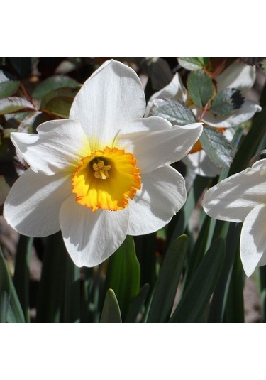 Hoş Kokulu Beautiful Eyes Nergis Soğanı 3 Adet