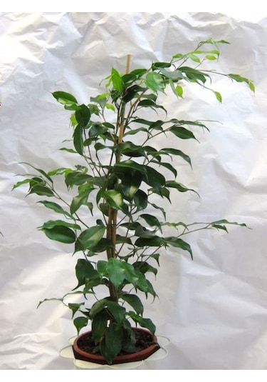 Yeşil Yapraklı Canlı Ev Ofis Salon Bitkisi 40-60cm Ficus Benjamina