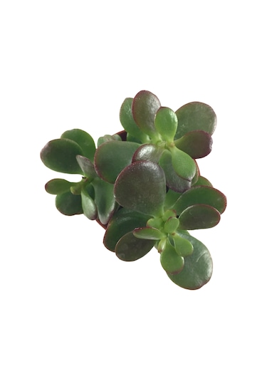 Crassula Ovata 'Minor' (Sukulent) Ø5,5 CM Y0-10 CM