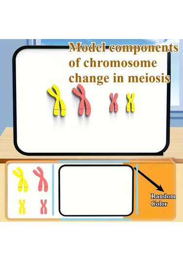 Willowhaven Mayoz Kromozom Modeli Manyetik Yavaşlatma Eğitim Seti Kırmızı Mavi