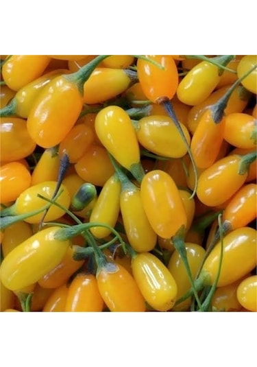 Saksıda Jumbo İri Taneli Sarı Gojiberry Fidanı