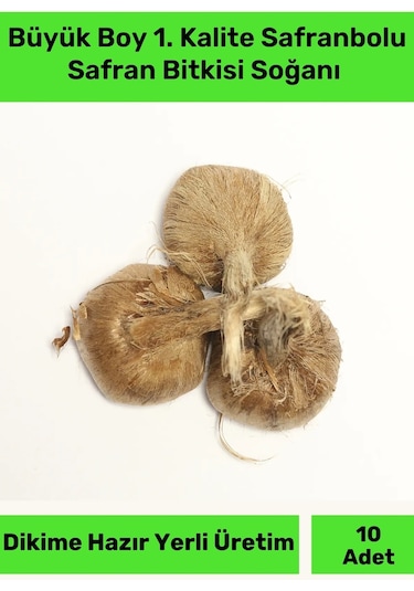 Premium Dikime Hazır Yerli Üretim Büyük Boy 1. Kalite Safranbolu Safran Bitkisi Soğanı