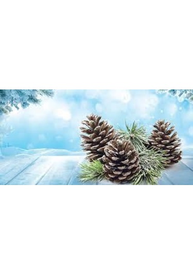 Little Trees Frosted Pine - Çam Ormanı Asmalı Oto Kokusu 6 Adet