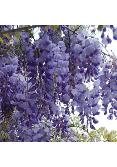 Mor Salkım Fidanı Wisteria Sinensis Prolific 1