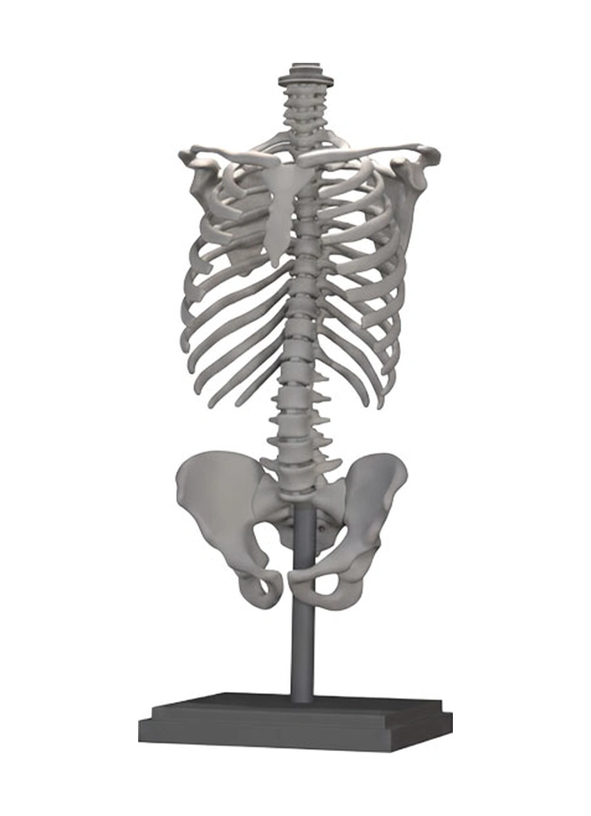 Noxira İskelet Formlu Dekoratif Lamba Gövdesi Açık Gri