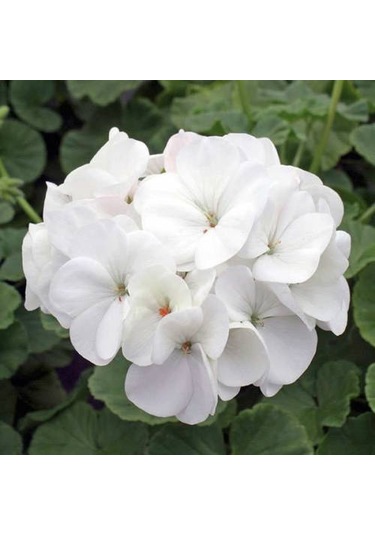 Pamuk Beyaz Sardünya Fidesi 10-20 Cm