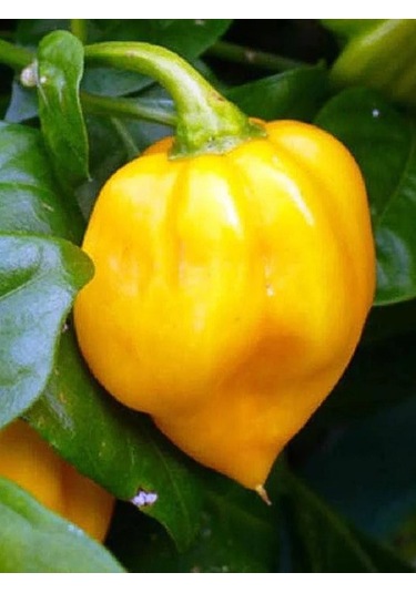 Yellow Habanero / 350.000 Scoville - Gerçek Taze Acı Biber